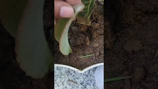 Ajooba plant propagation #smallyoutuber #plants #shorts