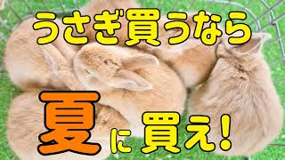 うさぎを家に迎えるベストの季節は？#90　うさぎの飼い方Vol.46