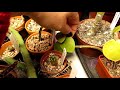 my pereskia tropical cacti collection the leafy cacti