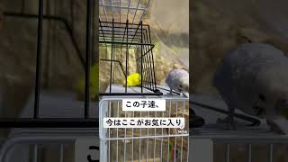 #セキセイインコ #セキセイインコのいる暮らし #セキセイインコ好きな人と繋がりたい #手乗りインコ