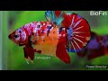 betta fish types|| jana pets &plants ||