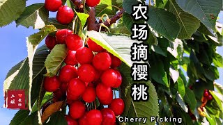 汉密尔顿农场摘樱桃，四个娃兴高采烈出行，好吃又好玩！Cherry Picking