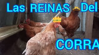 Las REINAS del CORRAL