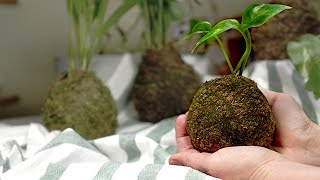 🌱Cómo hacer una KOKEDAMA