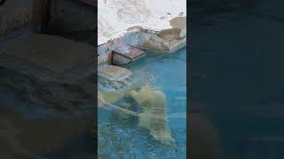 ホウちゃん🐻‍❄️💞朝ご飯後の運動ちう23.1.13 10:11　#ホッキョクグマ #天王寺動物園 #シロクマ #minnanotennojizoo #polarbear　#polar　#bear