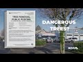 City demands Portland business cut down trees