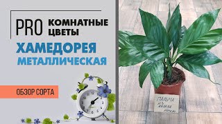 Хамедорея металлическая - комнатная пальма | Экзотическое растение