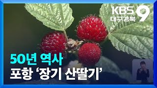 50년 역사 포항 ‘장기 산딸기’ 수확 한창 / KBS  2022.06.03.