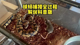 球蟒捕食全过程—解说科普版