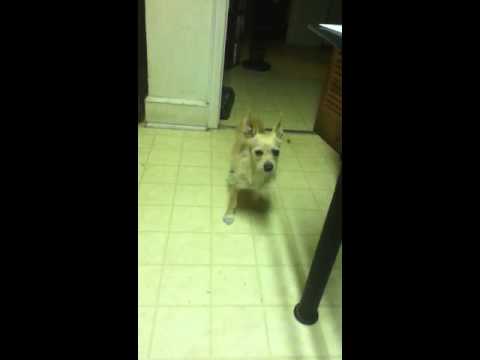 My dog licks the air My dog licks the air