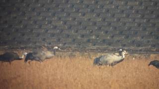 野鳥撮影・ クロヅル 　Common crane