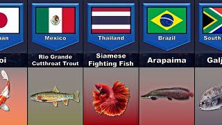 National Fish From Different Countries l National Fish of Each Country - Comparison Result