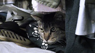 【保護猫】通院前のルーティンワークとクローゼットにちんまり収まる団子隊員が可愛い件。【魚くれくれ野良猫製作委員会】