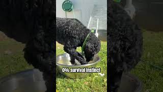 Benjithebrt Might Be Broken Basic Hydration System Failure Drinkingfile Corrupted