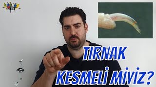 MUHABBET KUŞU TIRNAK KESİMİ GEREKLİ Mi? NASIL KESMELİYİZ?