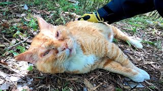 バイクで山道を走っていたら道路脇に野良猫がいたのでナデナデしてきた