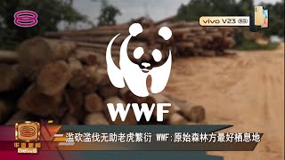 【滥砍滥伐无助老虎繁衍  WWF:原始森林方最好栖息地】 [20220126]