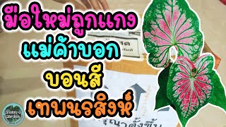 จริงหรือถูกแกง? แม่ค้าบอกเทพนรสิงห์#บอนสี #แกะกล่องรีวิว #unboxing #caladium #สวนครีมโอ #ปลูกบอนสี