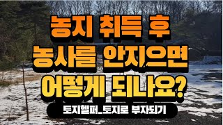 농지 취득 후 농사를 안지으면 어떻게 되나요_토지헬퍼