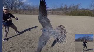 20200214ラナーハヤブサ桜夢🌸のトレーニング　LannerFalcon