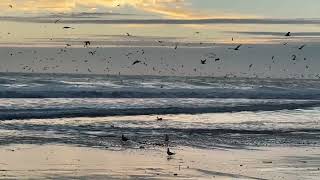 Ocean sounds.  Waves and birds.  Pacific Ocean before more storms in California.  Seacliff Pier CA