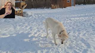 What Makes Livestock Guardian Dogs Different Than Other Dogs