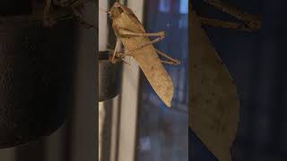 wild brown grasshopper