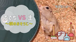 【リチャードソンジリス】毎朝のおそうじ