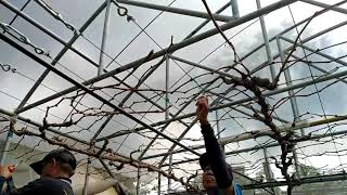 สอนตัดแต่งกิ่งองุ่นทรงก้างปลา Pruning Grape Fruit Tree Technique