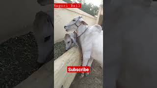 nagori bail ki jodi #nagore #nagori #नागौरी #ox #shortvideo #ball #newvideo #kisan