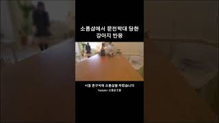 소품샵에서 문전박대 당한 개 #vlog