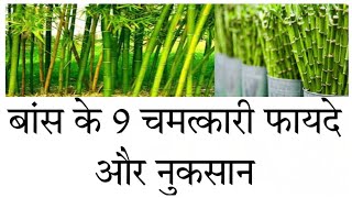 बांस के फायदे और नुकसान | Advantages and disadvantages of bamboo in hindi |