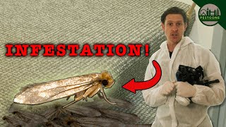 How to Treat a Carpet Moth Infestation