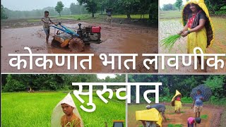 कोकणात भात लावणीक सुरूवात🌾 || Rice farming in kokan🌾 ||