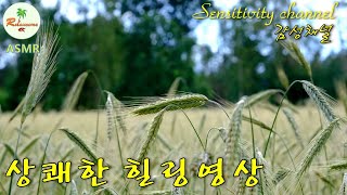 [4K] 이른 아침 햇살, 아침 이슬, 상쾌한 3분 힐링영상, 안개, 이른 아침 풍경, 까치, 보리밭, 아름다운 자연, 새소리, 드론 영상, 고화질 TV영상,