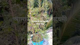 সখের মেহেদী পাতা গাছ#nature #shorts