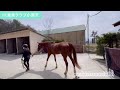 【乗馬】 trc乗馬クラブ小淵沢 キャンピングカー 八ヶ岳 makichannel 馬旅 乗馬