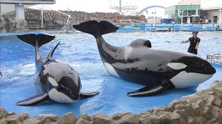 シャチ　アースくんとリンちゃん　なかよくそろって上陸です　【名古屋港水族館】Killer whale Port of Nagoya Public Aquarium