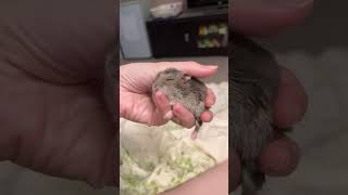 倉鼠抱著主人的指頭而撒嬌/Hamster holds owner’s finger and shows affection/ハムスターは飼い主の指を抱きしめて甘える/仓鼠抱着主人的指头而撒娇