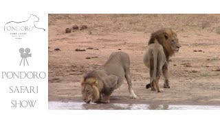 Machaton males drinking water