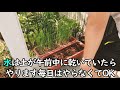 【1分シリーズ】ワケギの育て方