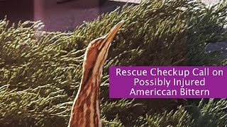 Rescue Checkup of American Bittern Bird - Happy Ending