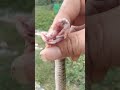 snake save ពស់វែកកង្កែប🐸