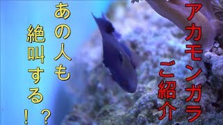 【マリンアクアリウム】アカモンガラご紹介 byナンヨウハギ