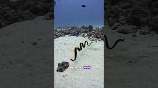 Discover the Amazing Secrets of the Ribbon Eel #RibbonEel #OceanLife #MarineBiology #SeaCreatures