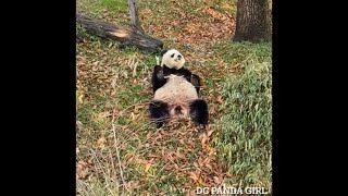 #giantpanda #xiaoqiji Family Snack Time 🐼🎋🍎💞🥰