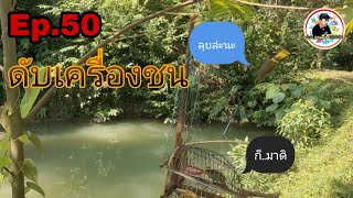 เสียงต่อนกดอกแตงEp.50 เจ้าถิ่นใจกล้า พุ่งลงกรงแทบหัก Stripe-throated Bulbul