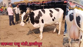 अच्छी दूध की बड़ी बड़ी गाय सिर्फ जरूआ पशु मंडी में ही मिलेगी #cowmarketjarua