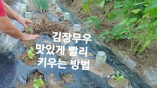 [ 동치미 무우 빨리 키우기]  이걸 사용 하시면 모든 모종을 집에서 해결 합니다 동치미 무우 직파해서 빨리 /키워 드세요 이젠 사지 마세요 김장용 모종