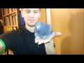 Ручной голубь Райс 2. my first pet bird called rice. part 2